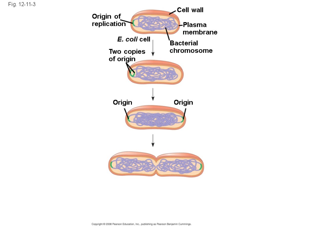 Fig. 12-11-3 Origin of replication Two copies of origin E. coli cell Bacterial chromosome